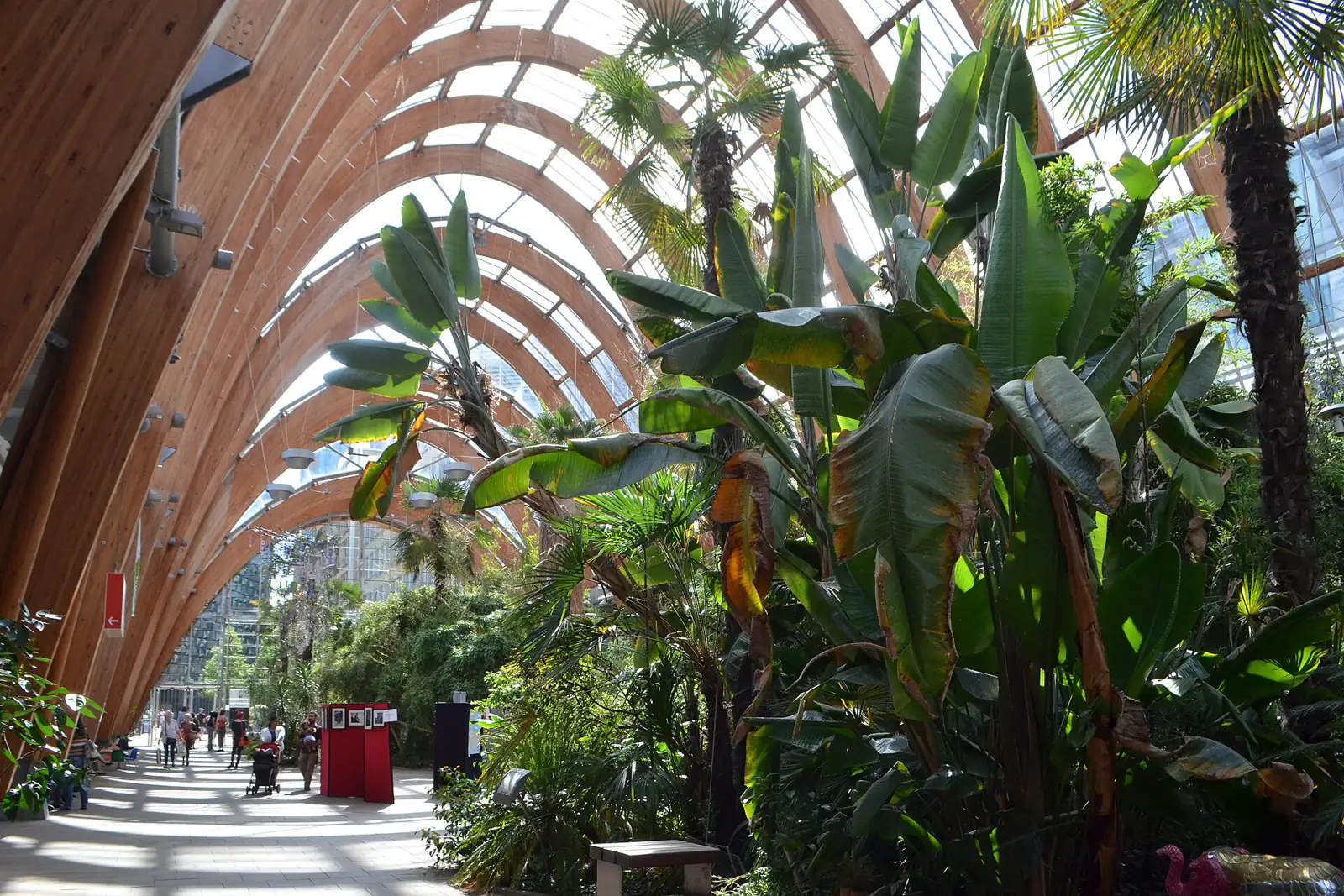 Inside the Winter Garden in Sheffield city centre, with tall palms under a timber arched roof